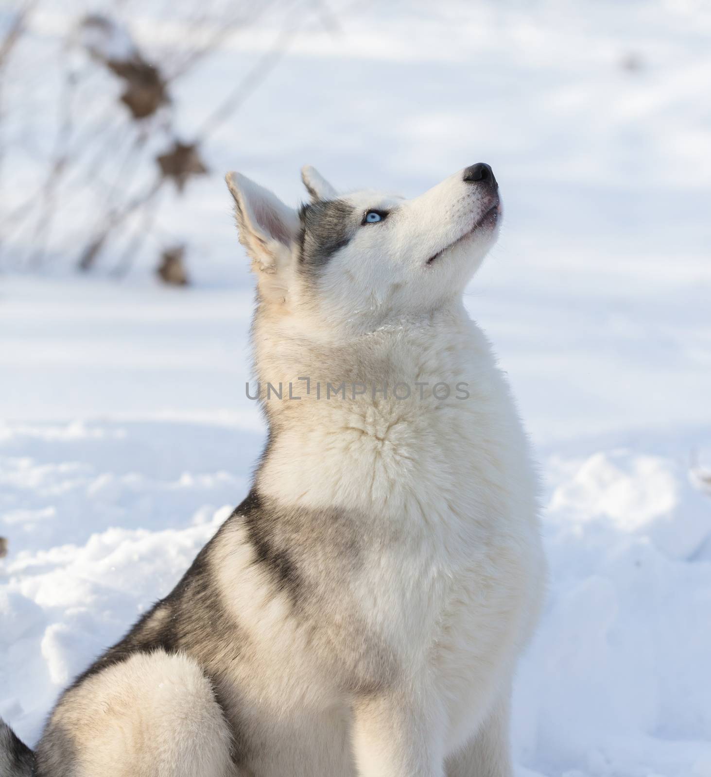 Husky puppy with blue eyes outdoors in winter