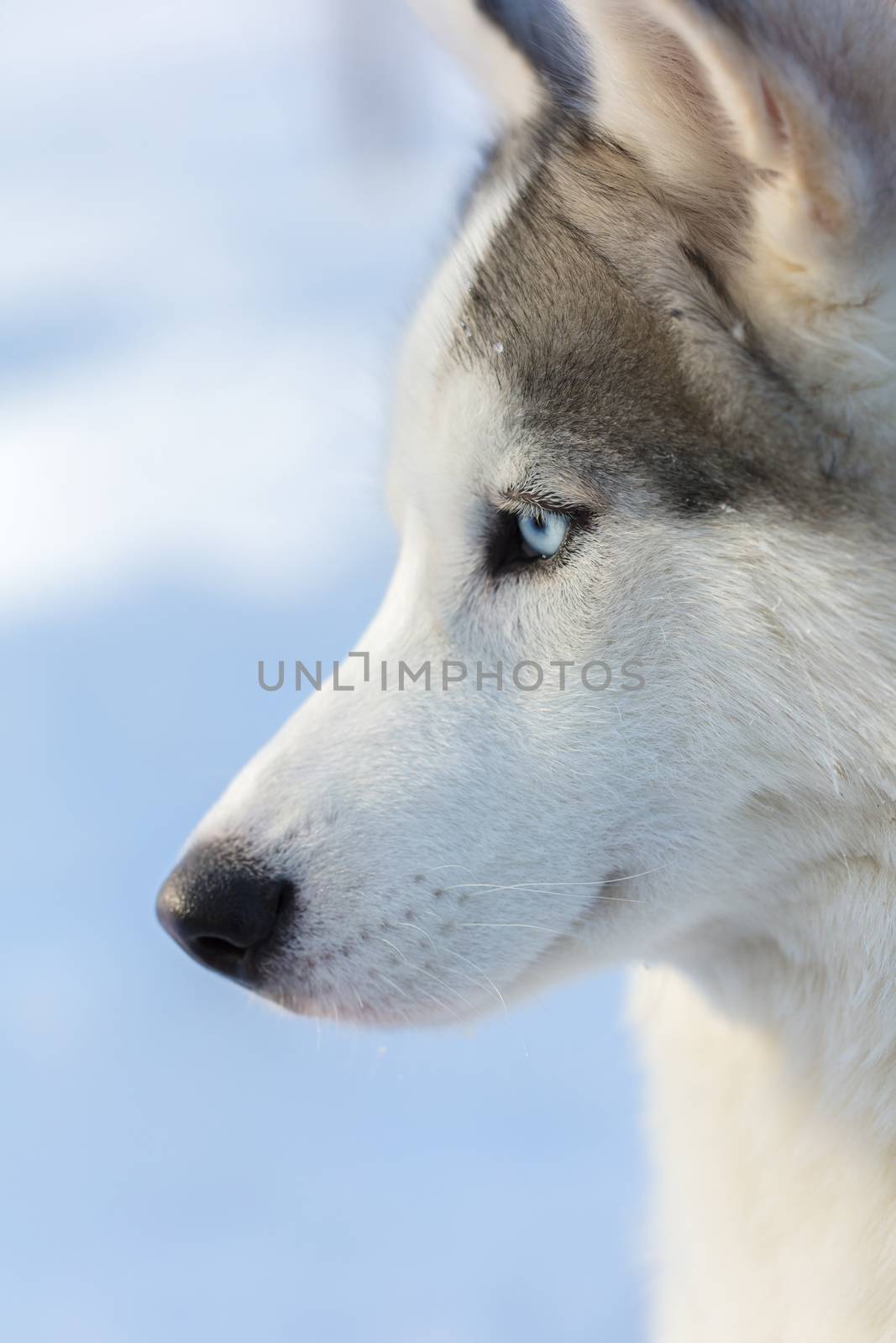 Husky portrait of a dog with blue eyes