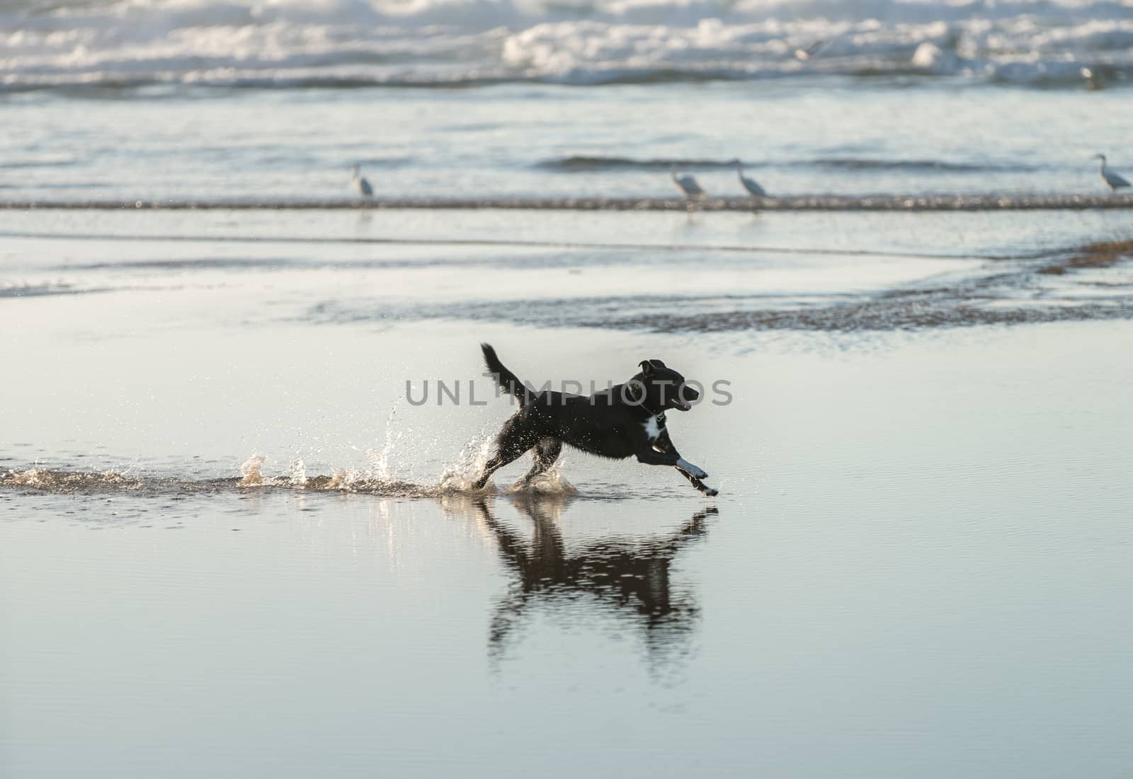 Dog is running along the sea shore