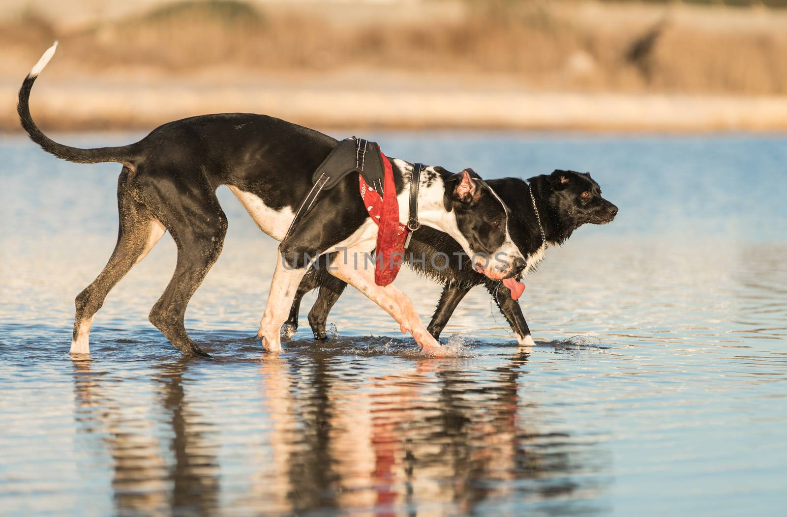 Two dogs playing on the sea shore