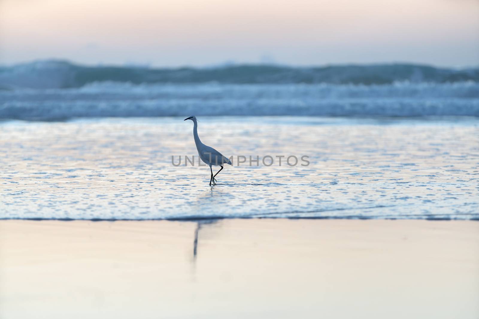 wild white heron walking through the water