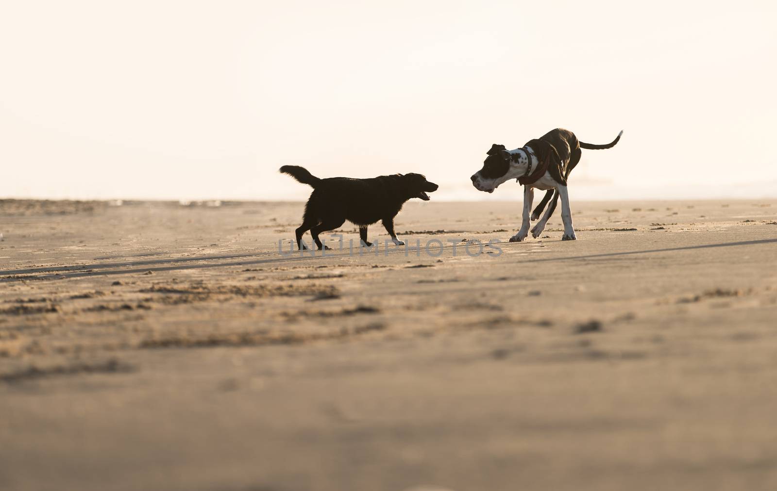 Two dogs playing on the sea shore