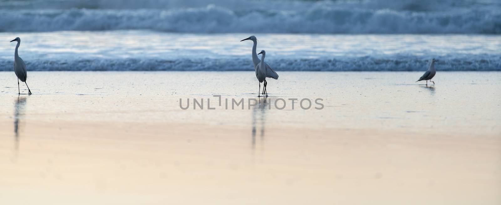 wild white herons walking through the water