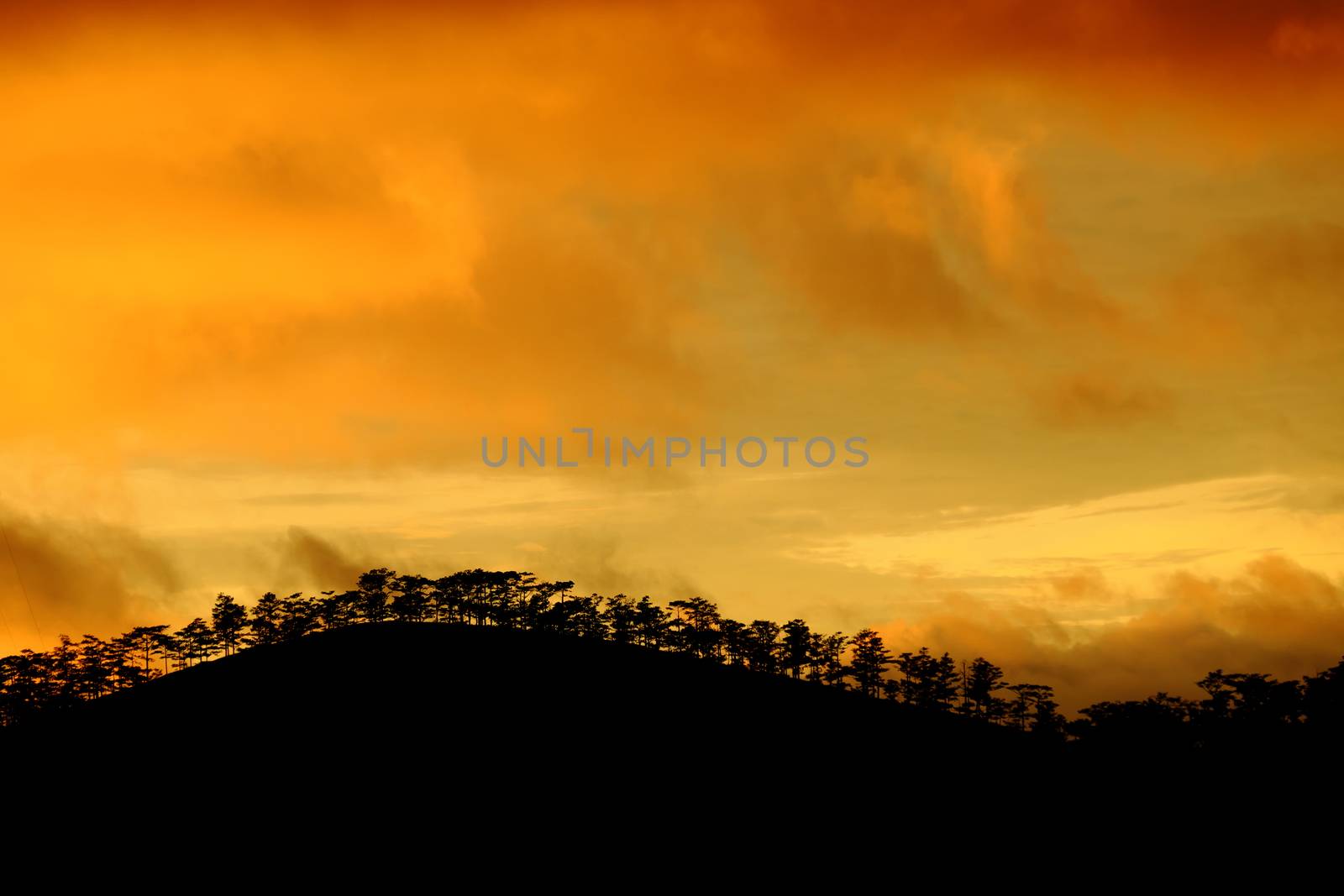 Dalat countryside in sunset with row of tree by xuanhuongho