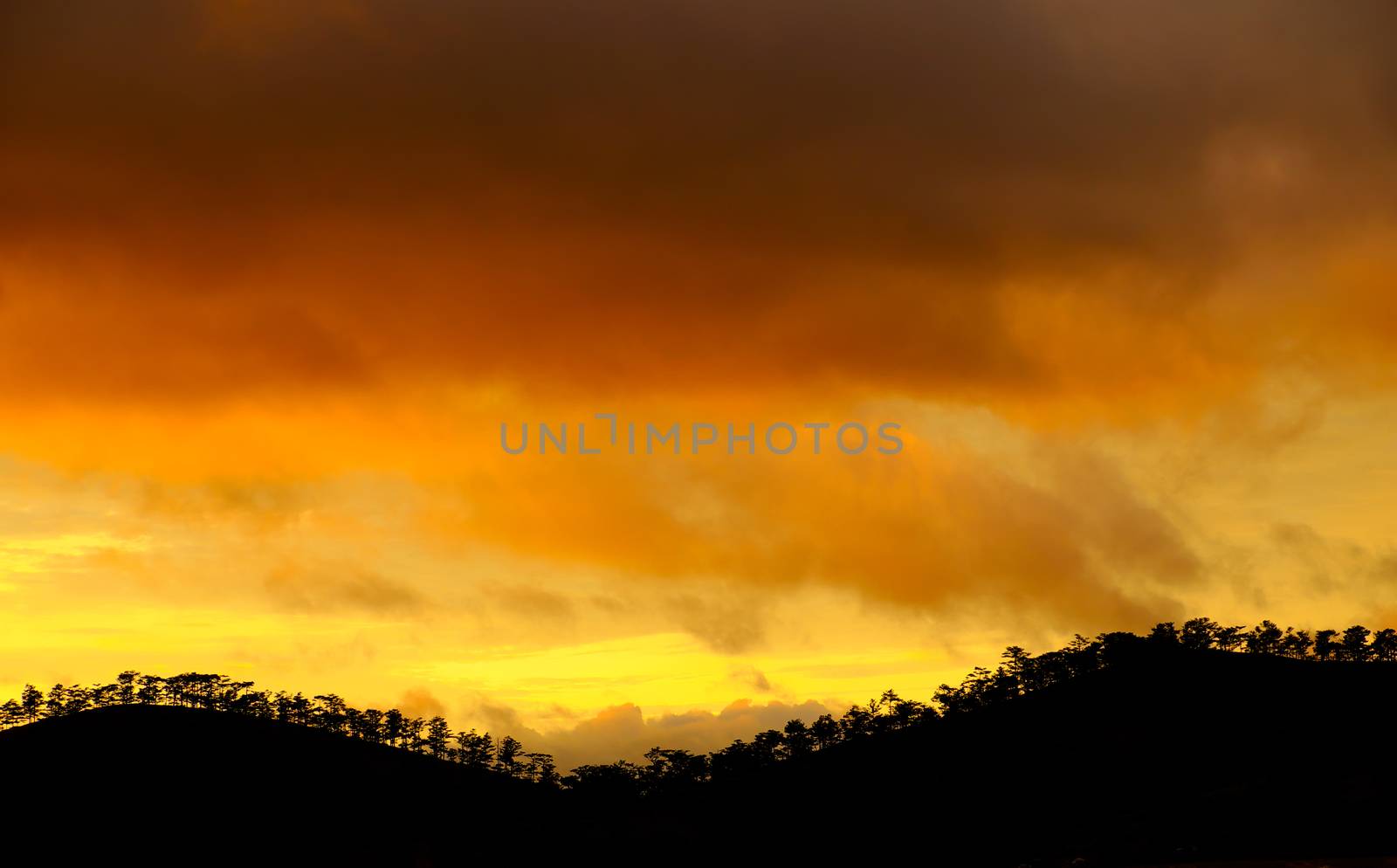 Amazing landscape of Dalat countryside in sunset, vibrant yellow sky with silhouette of row of tree make wonderful scene for Vietnam travel