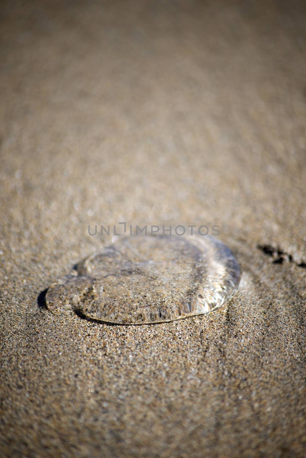 see through jellyfish in the sands of ireland