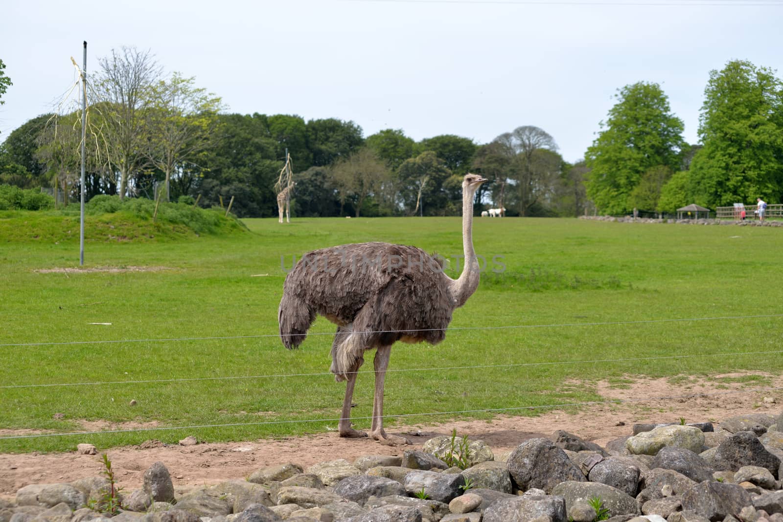 single ostrich in fota wildlife park by morrbyte