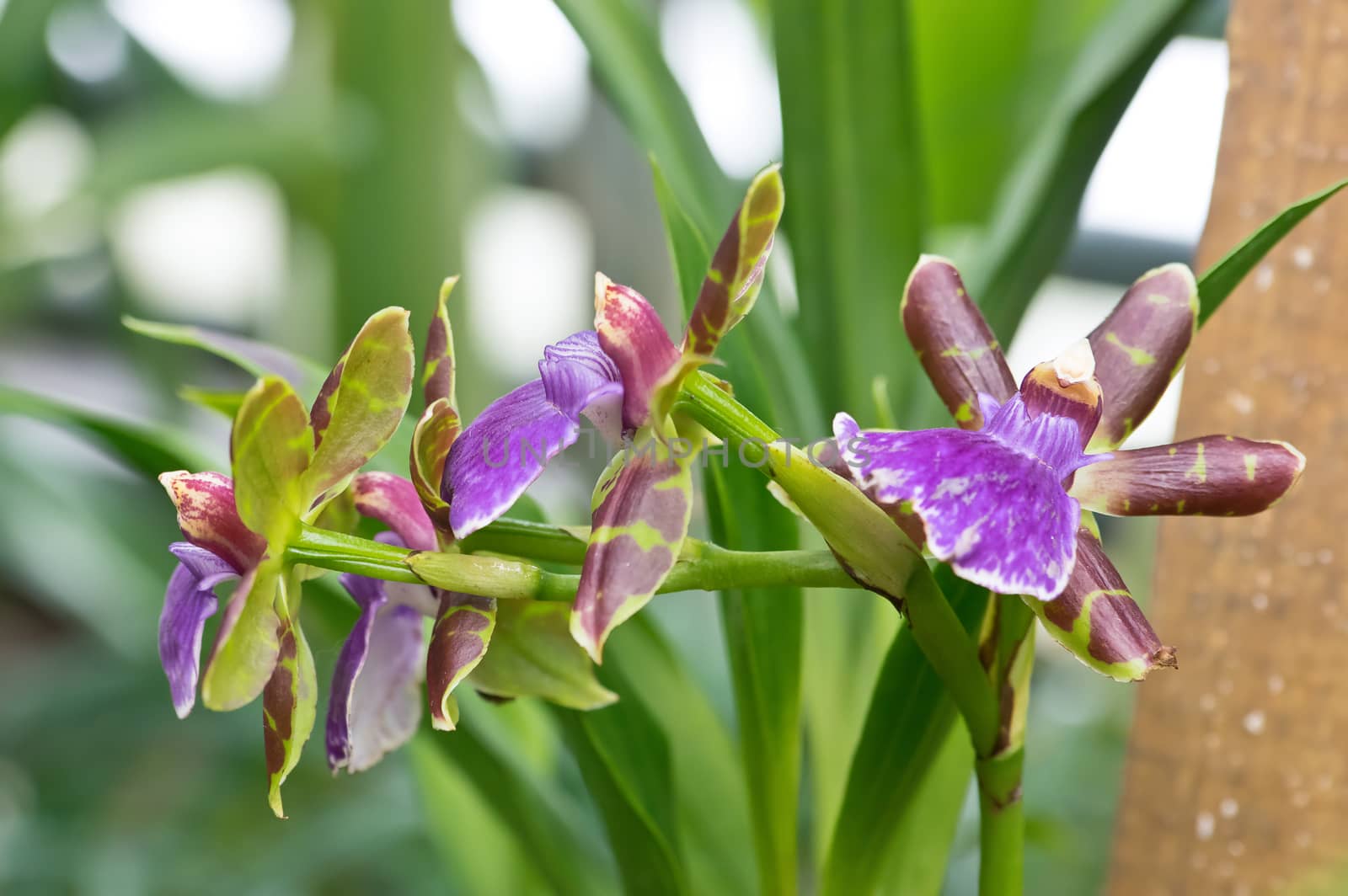 Zygopetalum hook flowers in garden