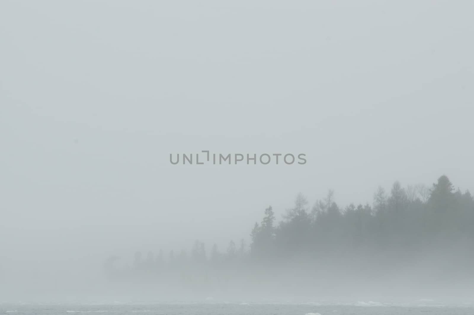 A grey and white background with almast all fog with a few faint tree silhouettes showing