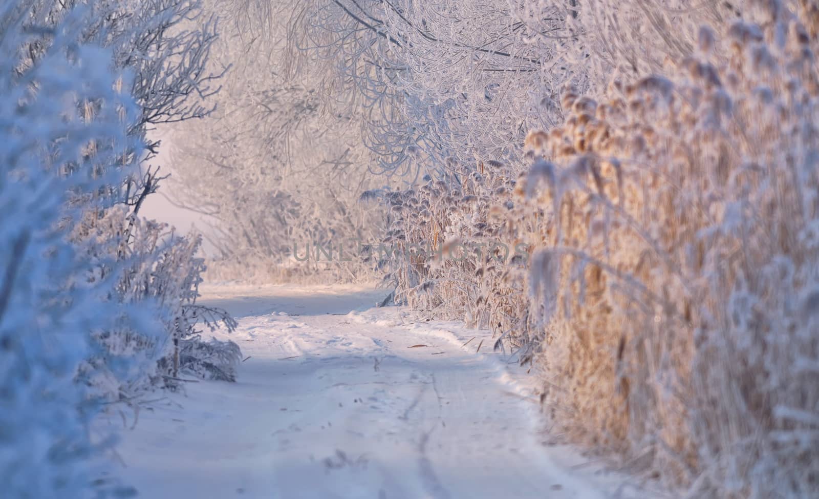 winter rural road covered with snow in sunny day