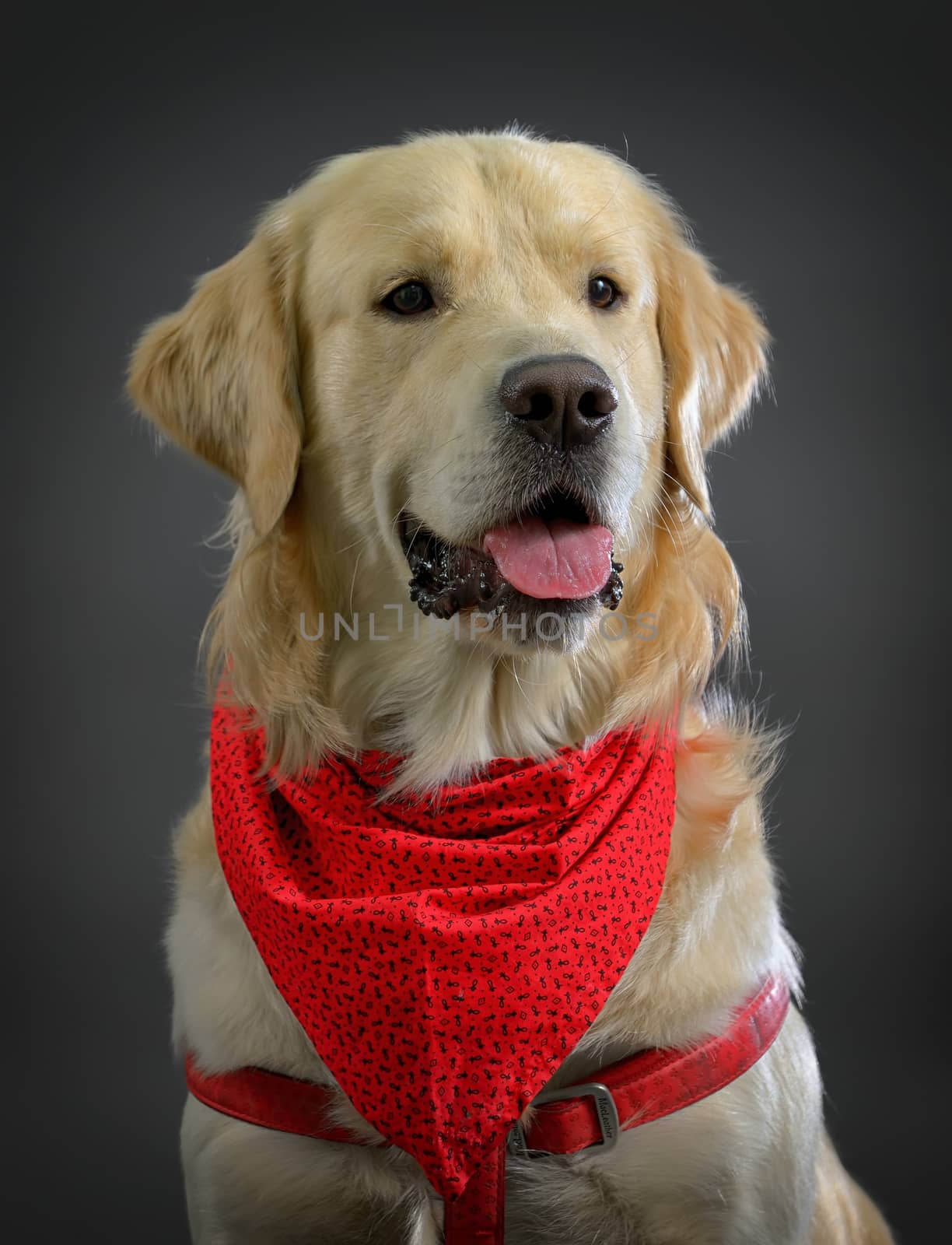 golden retriever dog in studio