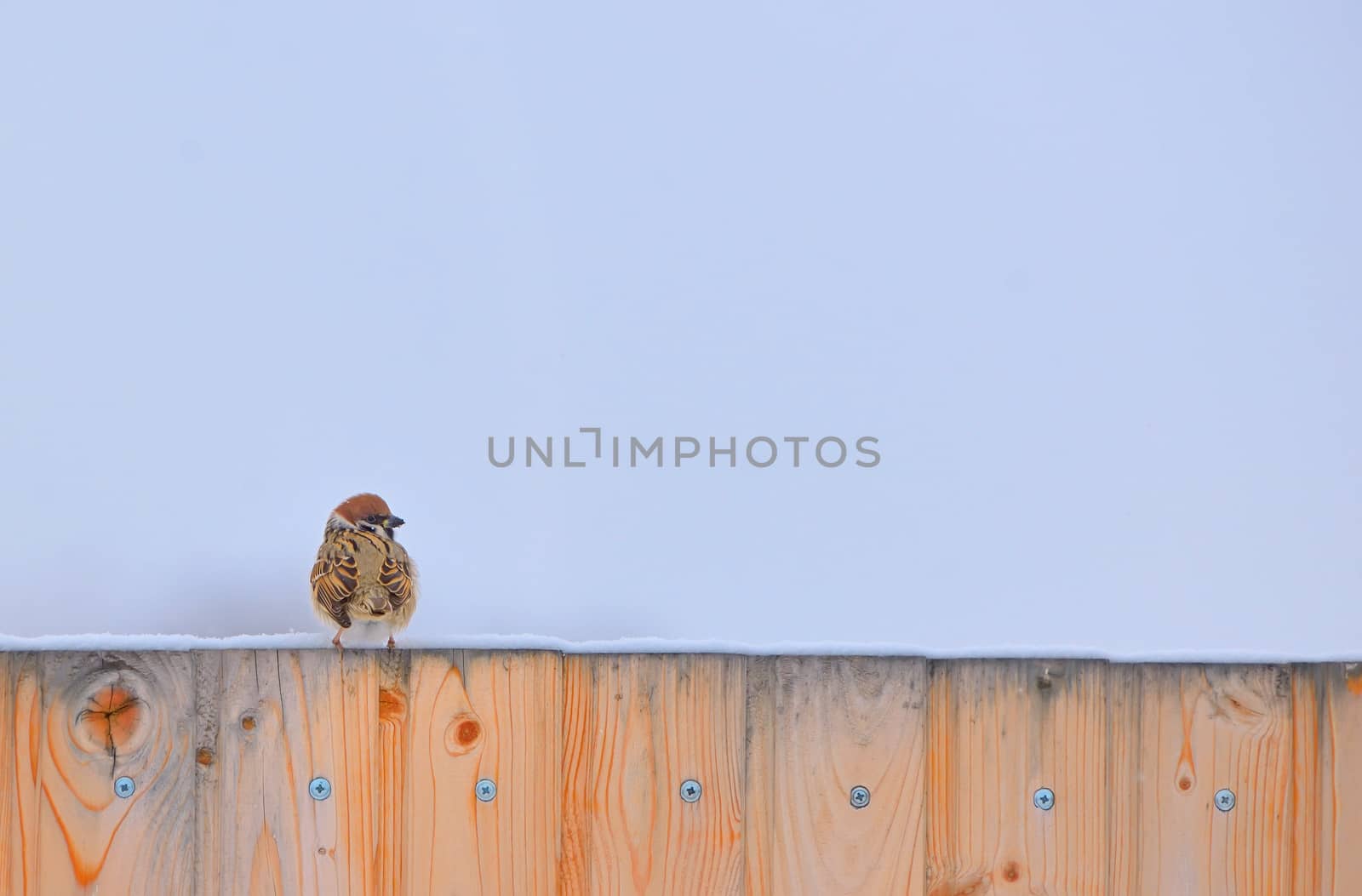 Little Sparrow on fence in winter time