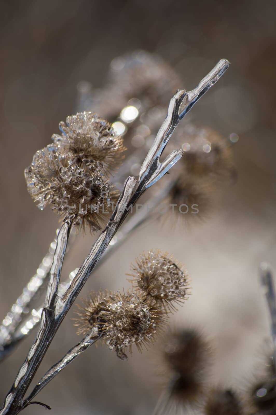 an abstract image of burdock burs covered in ice after an icestorm