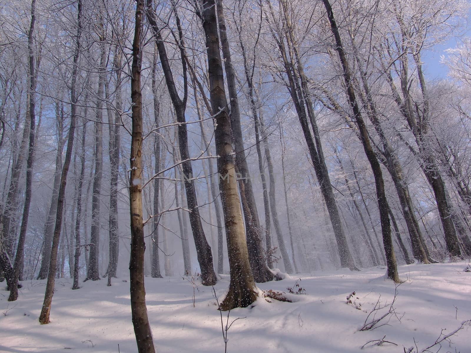 The winter forest scene. Snowy landscape.