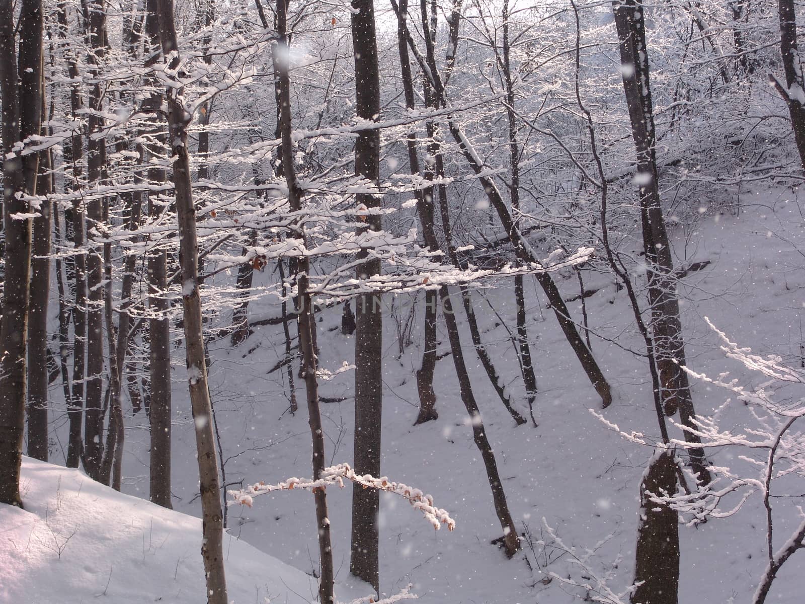 Closeup winter forest scene