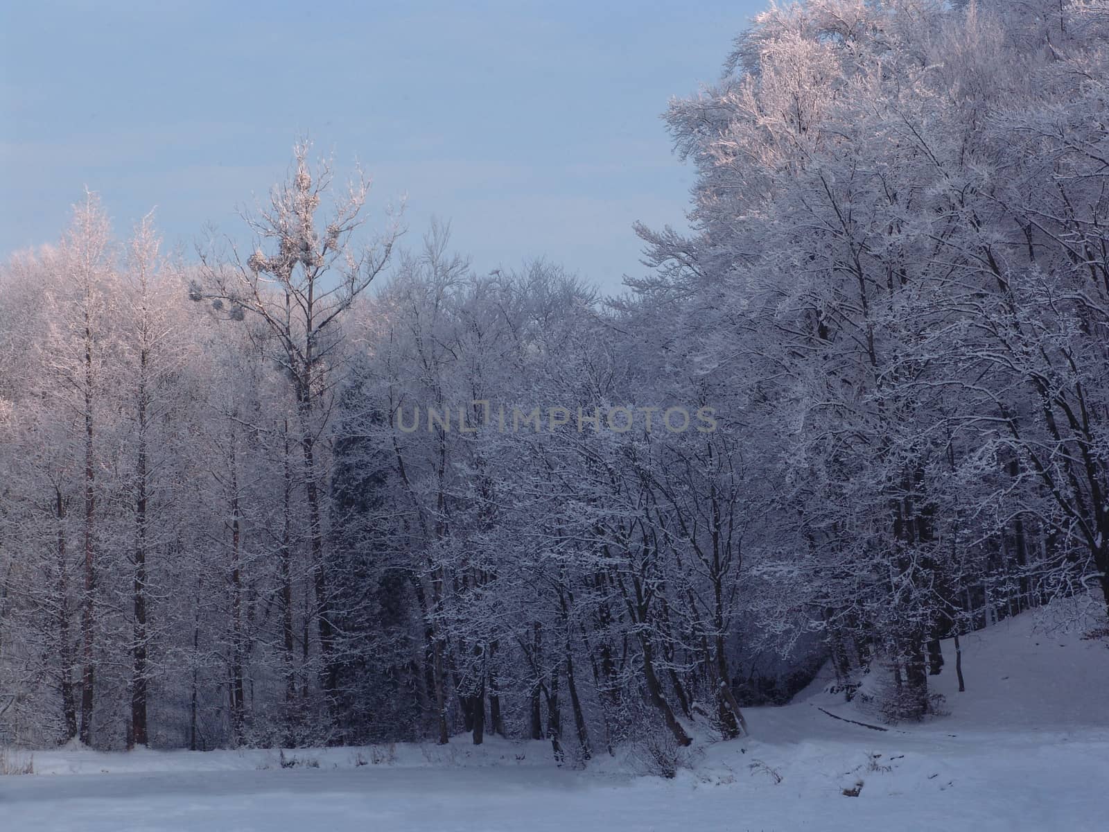 Winter Forest with frozen trees