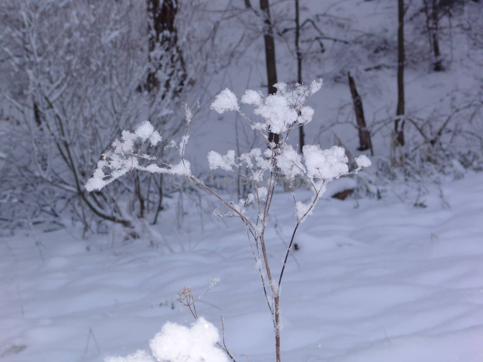Bushes in winter forest