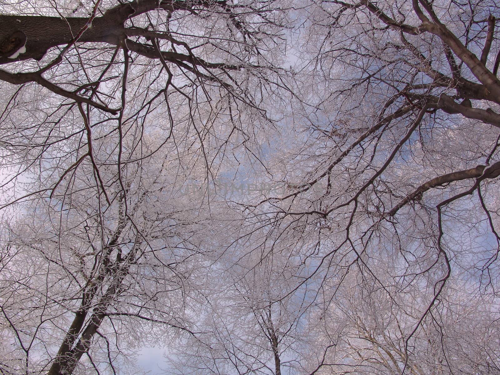 Landscape of frosty trees