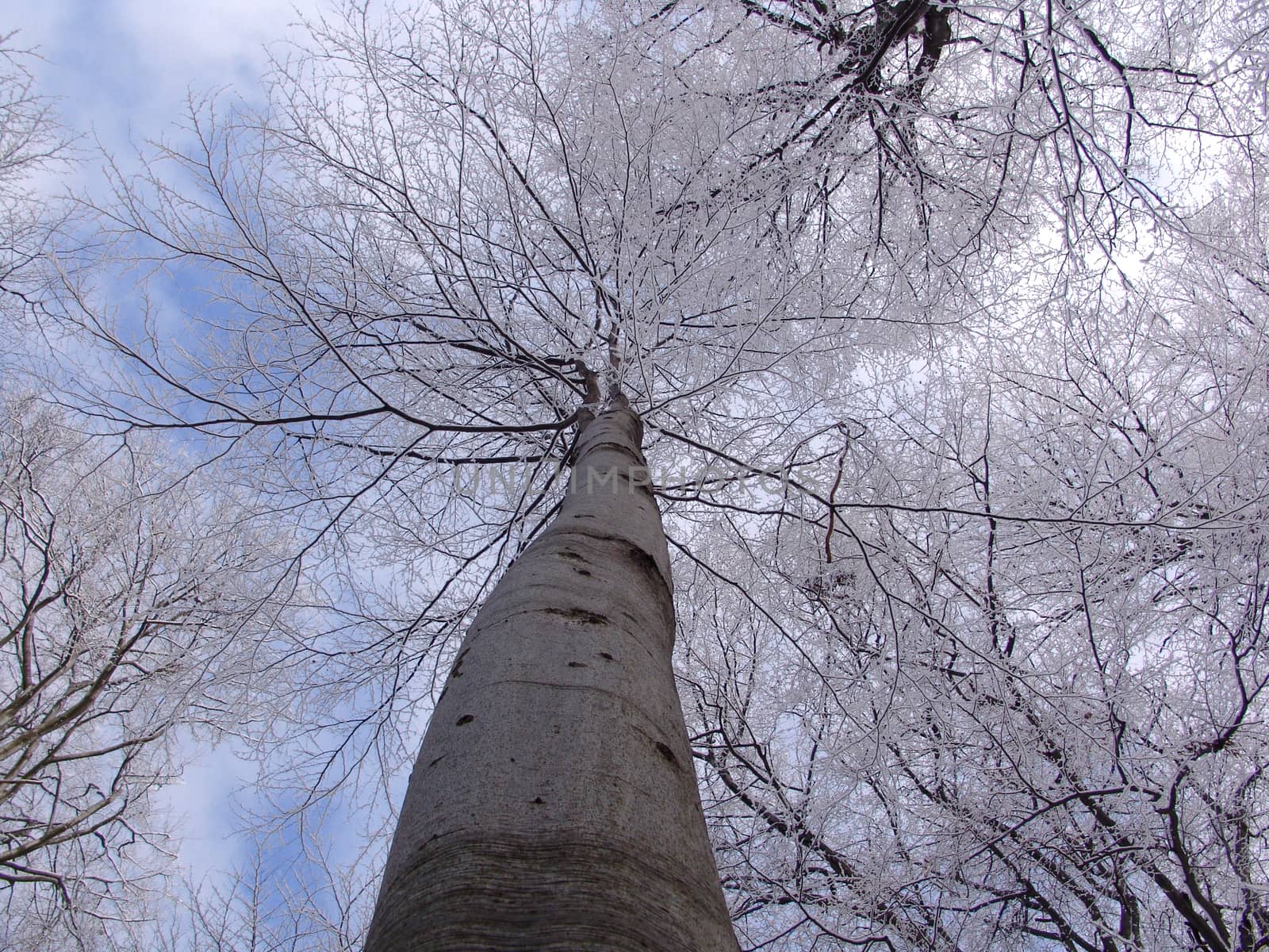 Frozen trees  and blue sky with clouds