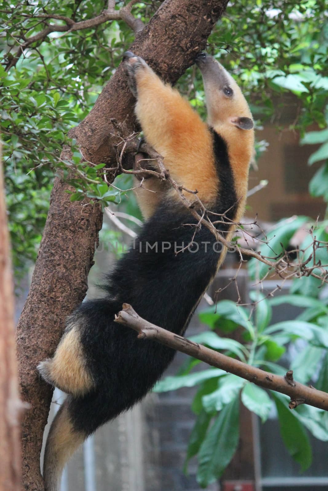 Collared Anteater- Tamandua tetradactyla climbing a tree