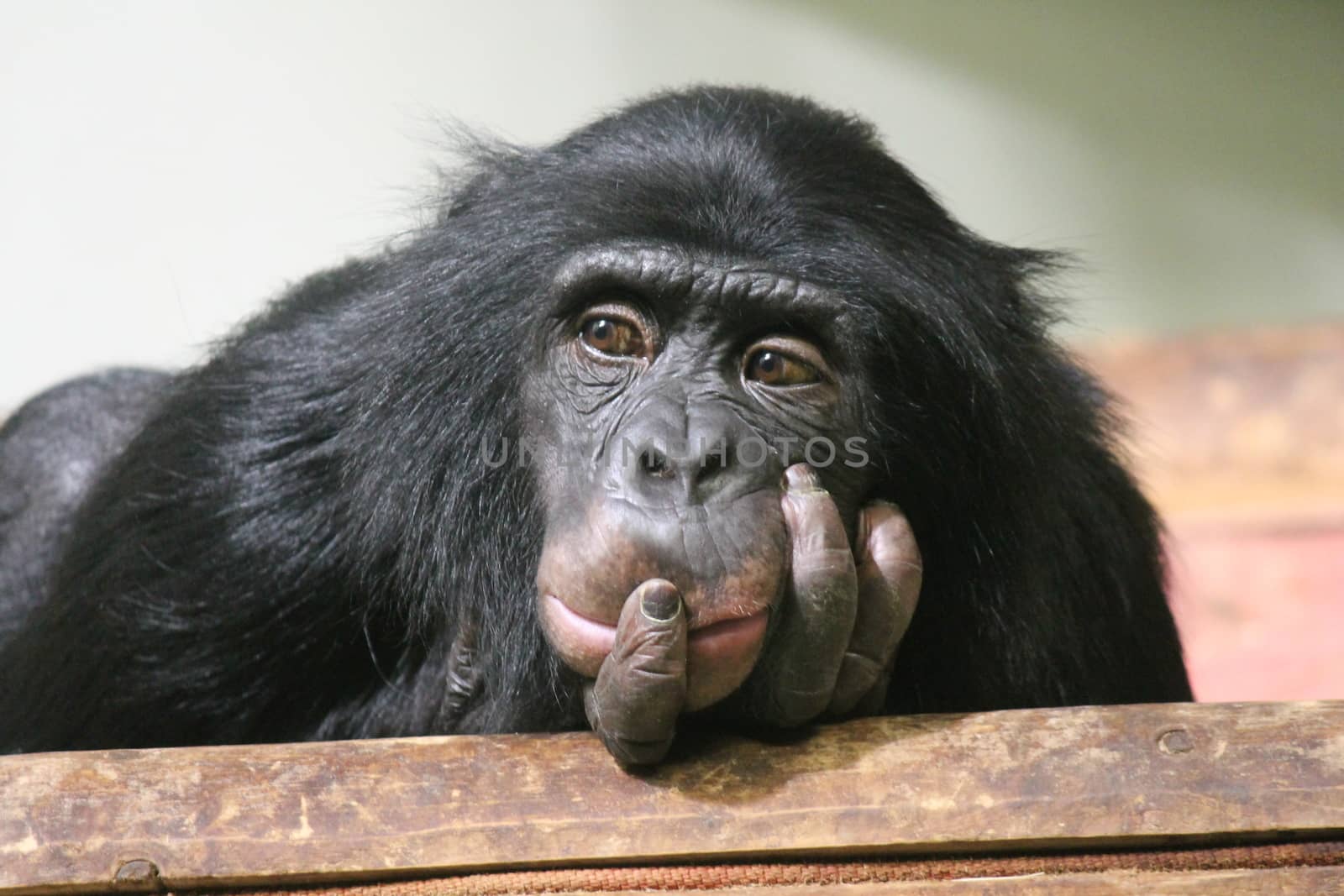 Chimp Common chimpanzee (Pan troglodytes) by cheekylorns