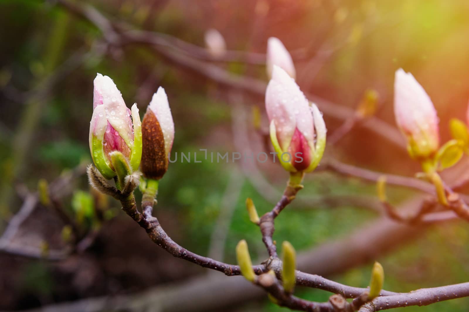 blossoming Magnolia tree in spring Park outdoor by timonko