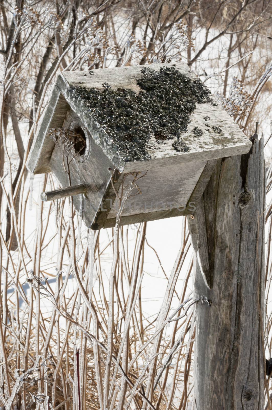 Bird nesting box covered in ice after an ice storm by Sublimage