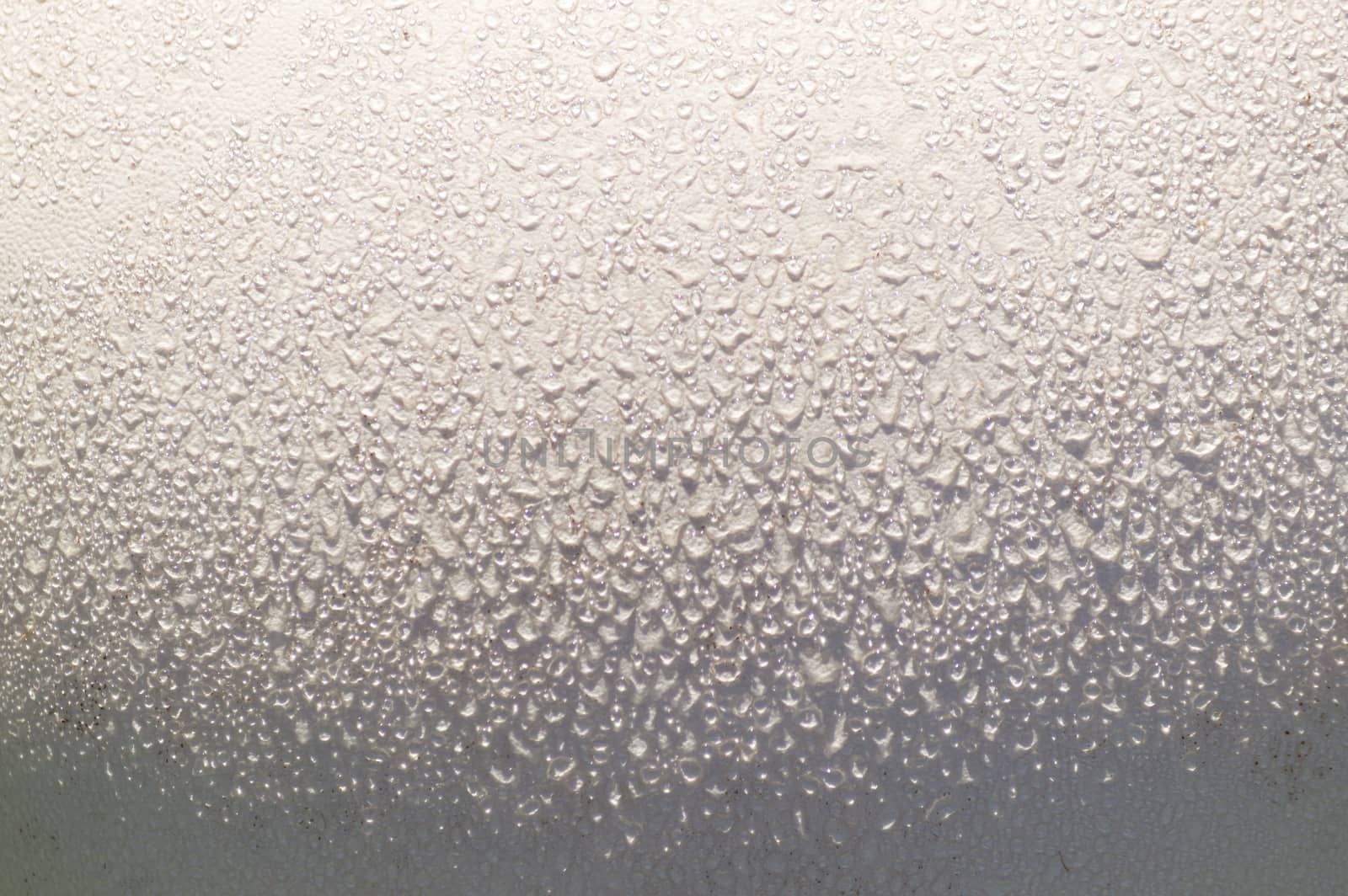 An abstract closeup of a perfect, big white round globe of a Giant pufball glistening with dew in the morning.