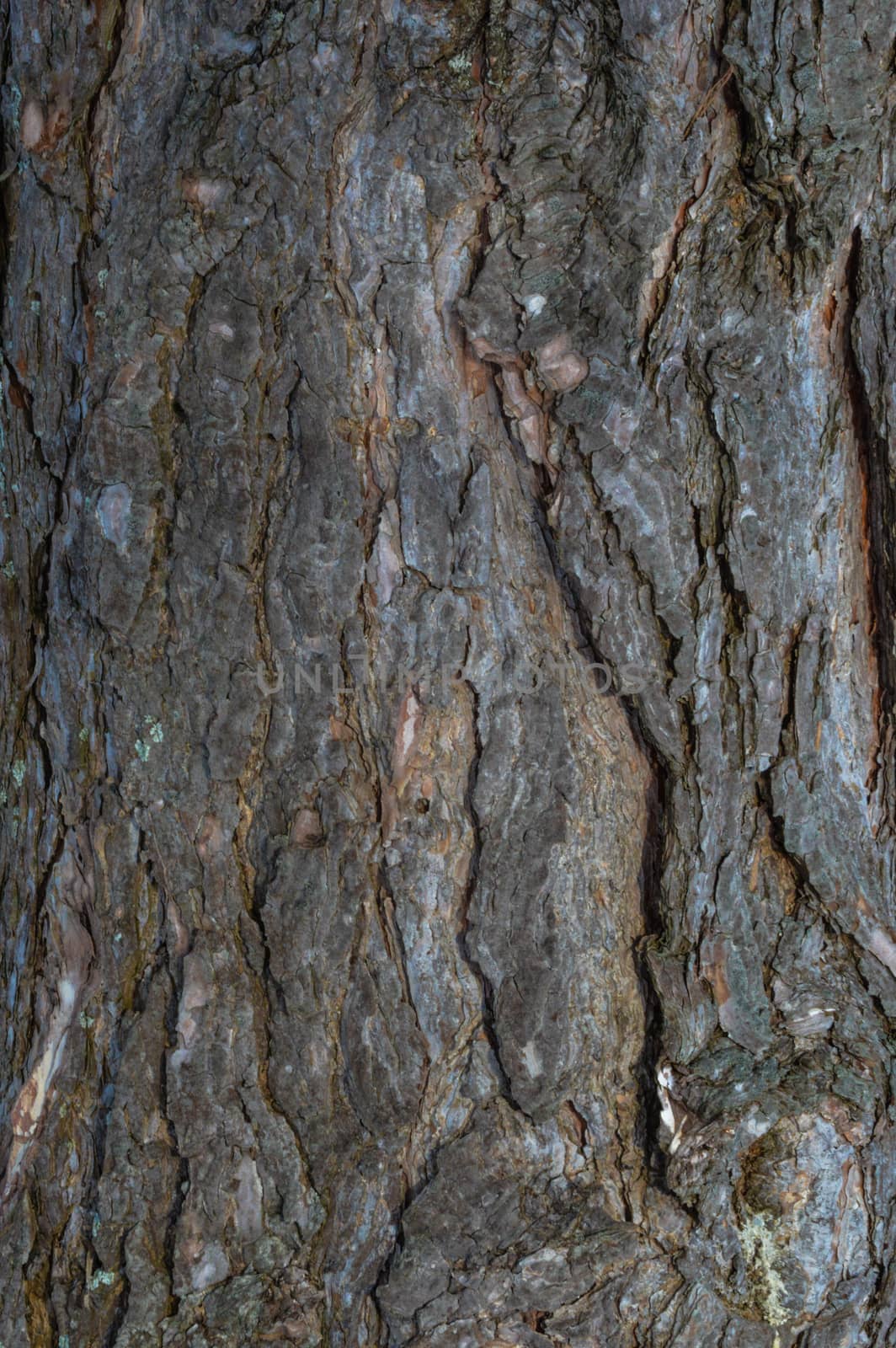 Closeup of pine bark background by Sublimage