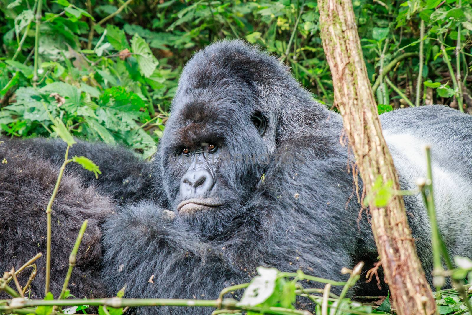 Silverback Mountain gorilla resting in the Virunga National Park, Democratic Republic Of Congo.