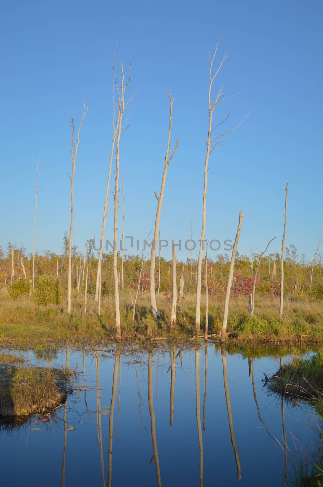 Reflecting dead trees in a blue sky and still pond by Sublimage