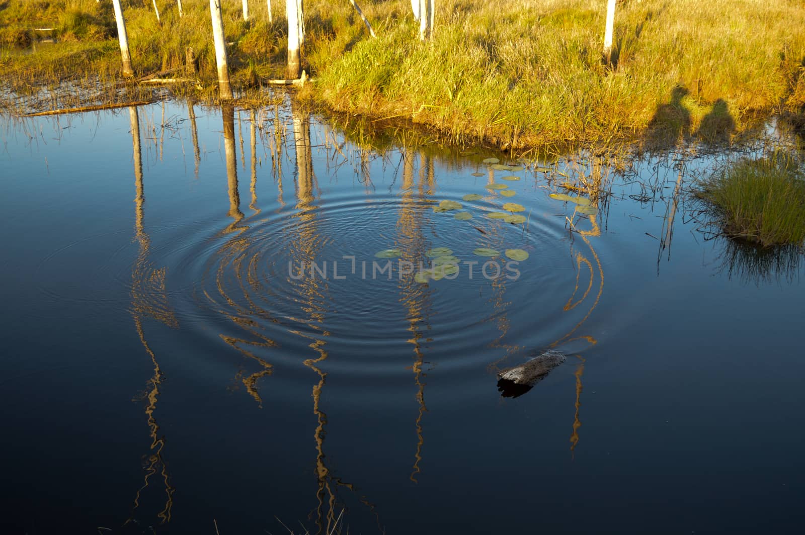 Landscape image with dead calm water reflections and a ripple, refelecting dead trees trunks.  Two people hand in hand shadow.