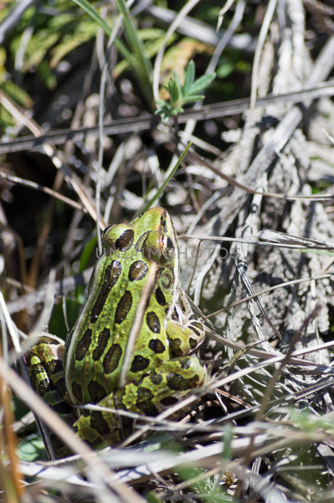 Small Leopard Frog sitting on the ground by Sublimage