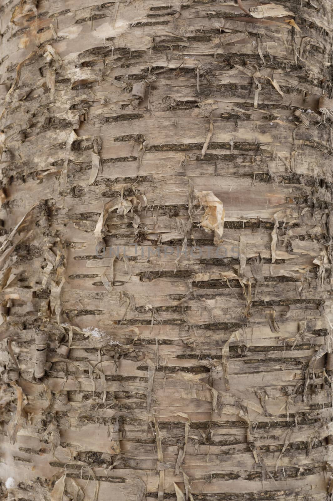 Fluffy peeling, soft, abstract closeup of a yellow birch tree bark