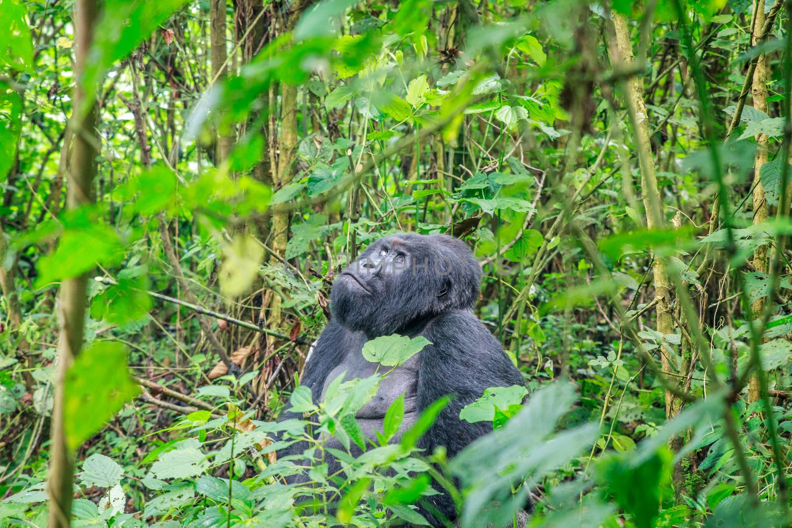 Silverback Mountain gorilla sitting in leaves in the Virunga National Park, Democratic Republic Of Congo.