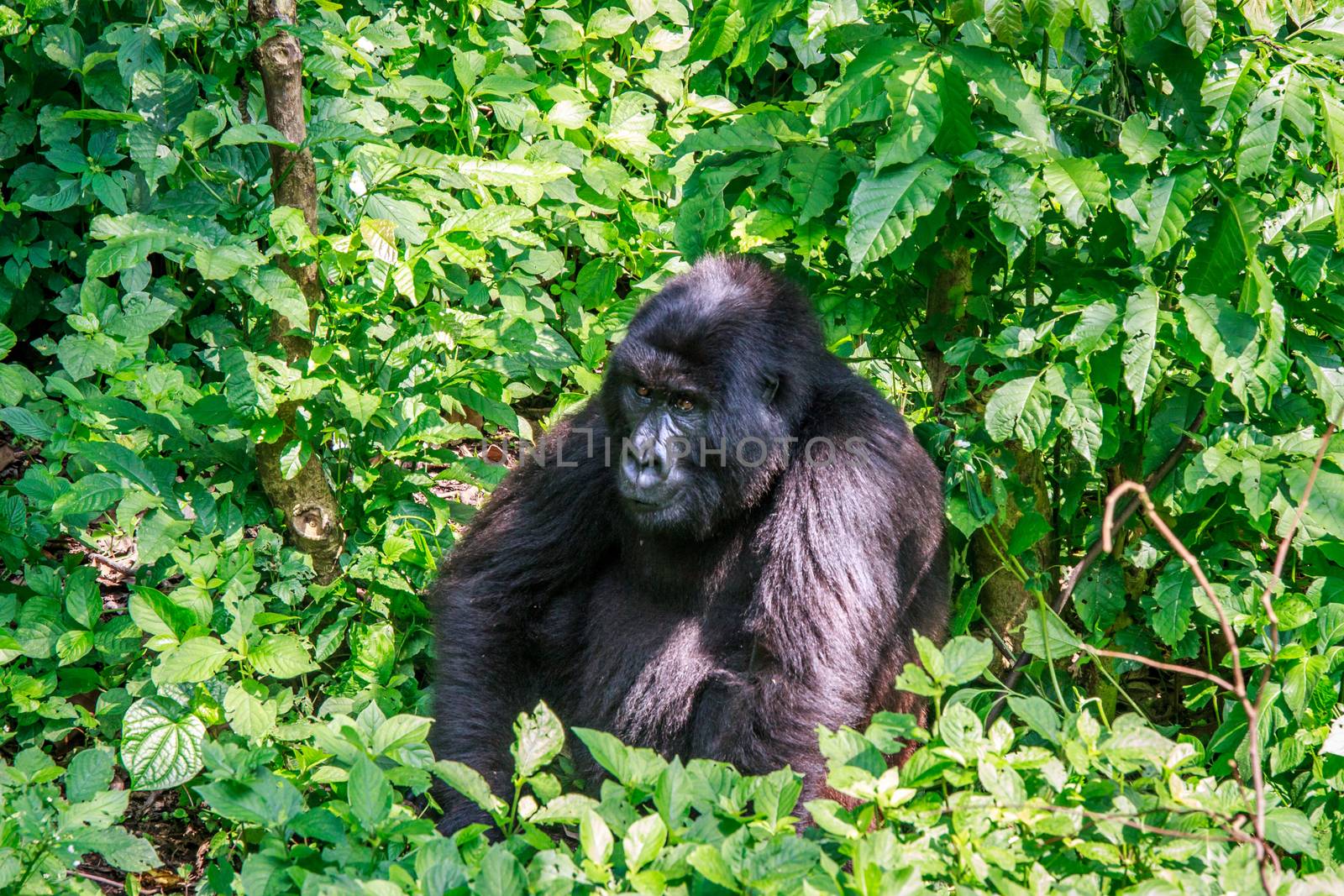 Mountain gorilla sitting in leaves in the Virunga National Park, Democratic Republic Of Congo.