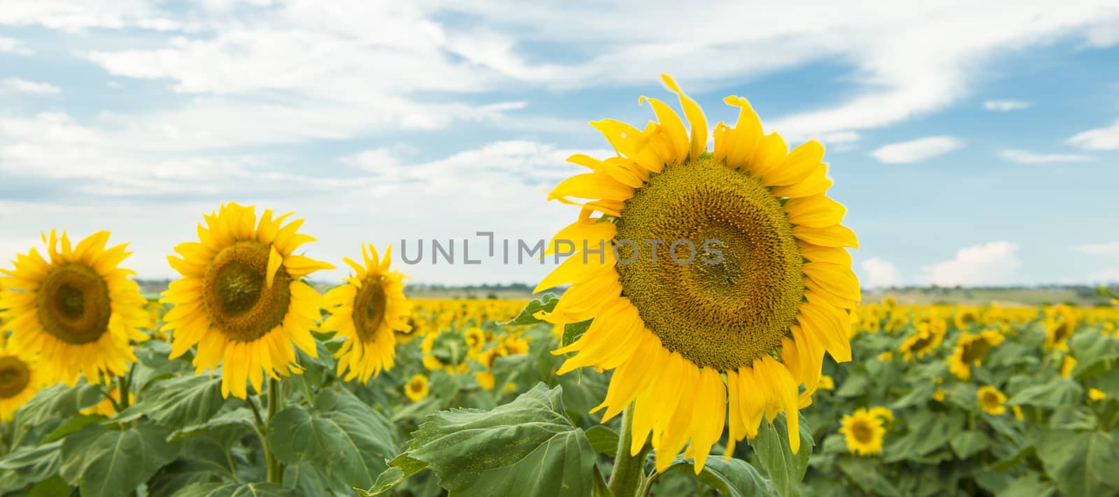 Sunflowers in a field in the afternoon. by artistrobd