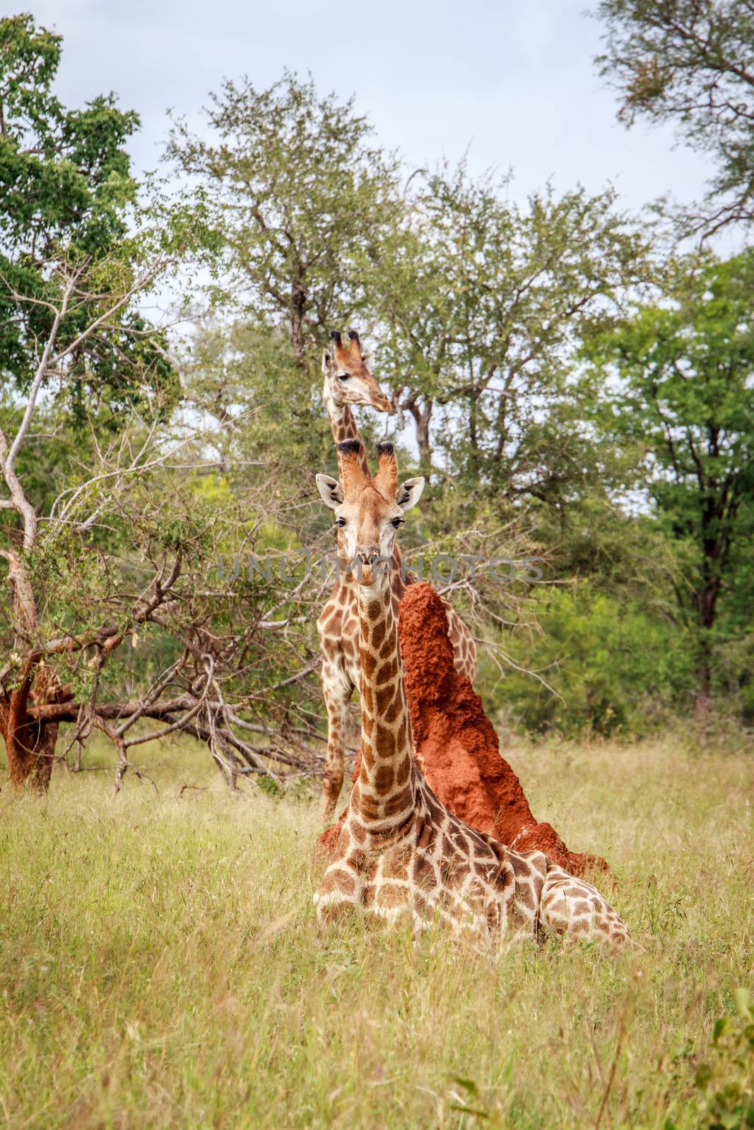 Giraffe laying down in front of a termite mount in the Kruger National Park, South Africa.