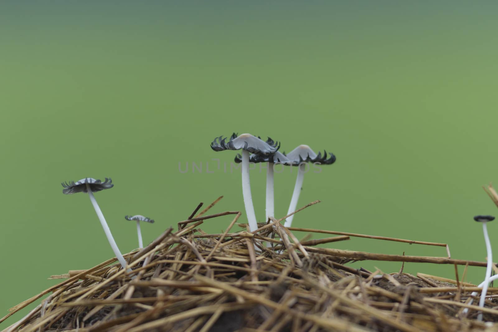 forest mushroom after longtime rain, nature series