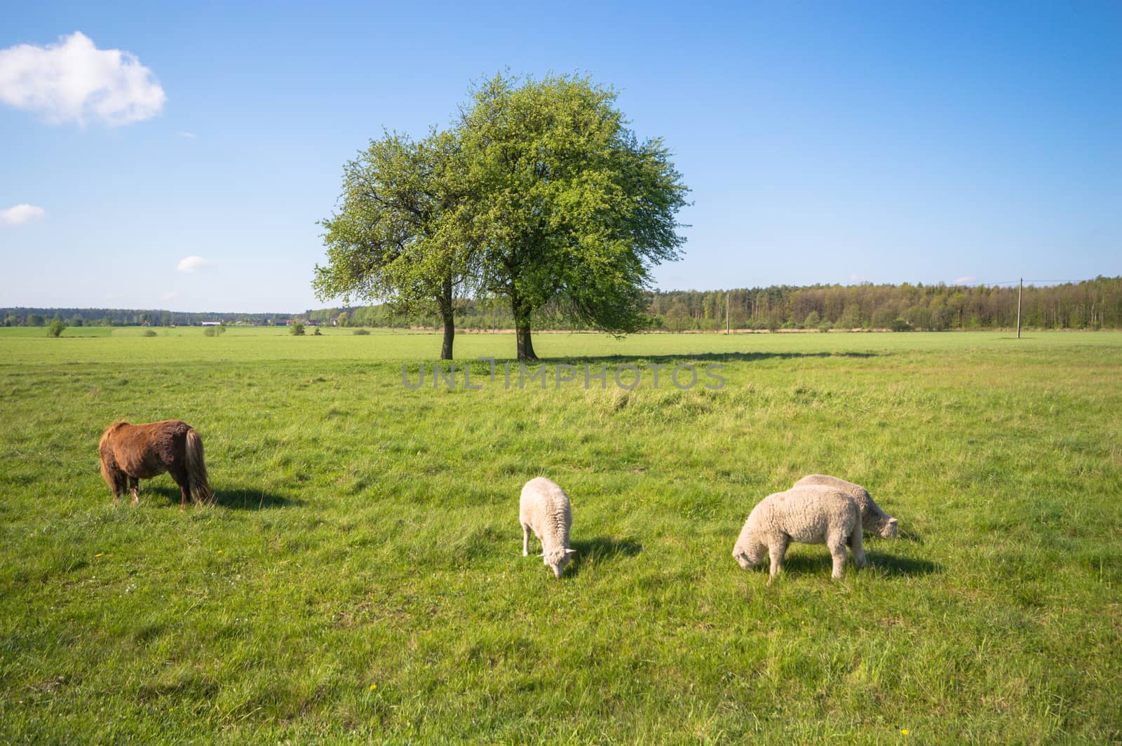 sheep on grass with blue sky, some looking at the camera