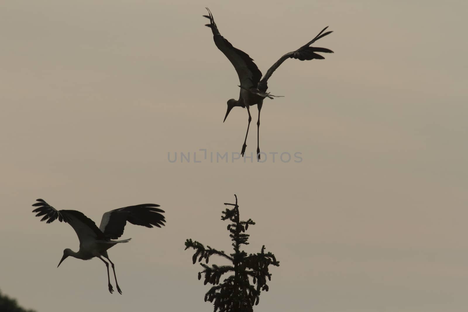 storks on green grass in sunny day, nature series