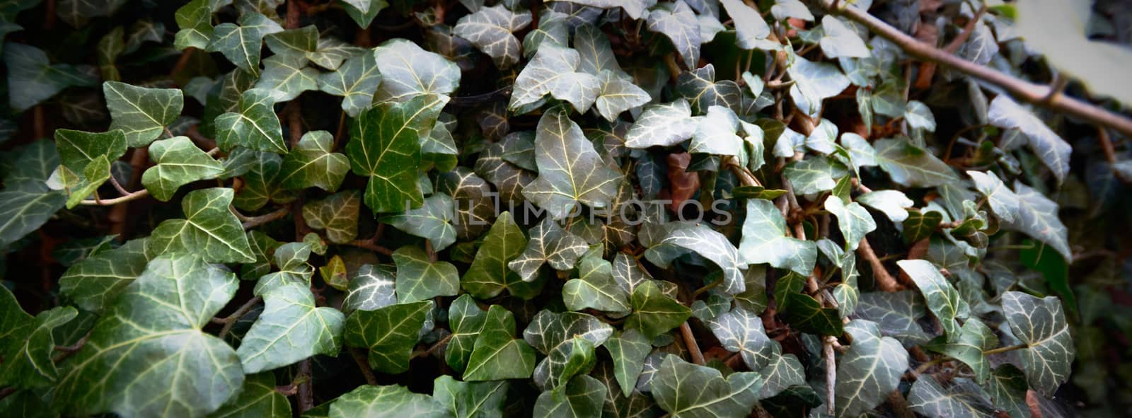 plants for natural background, nature series