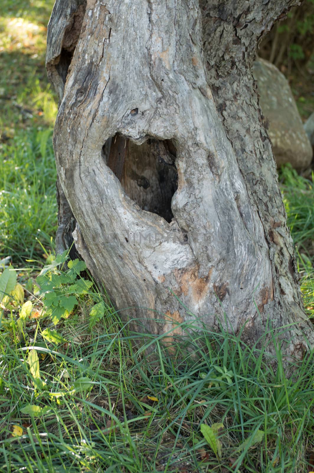 An old apple tree with a natural heart shaped hole in the old hollow tree trunk