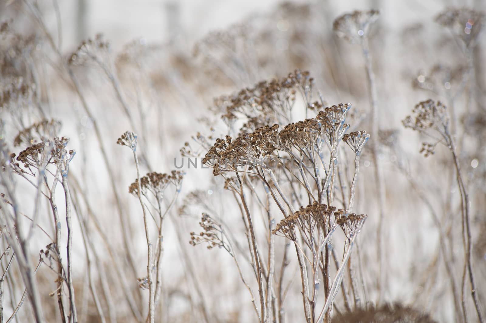 An abstract decorative brown and white image of ice covered yarrow flowers in winter