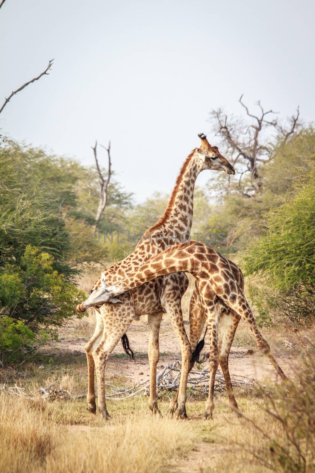 Two Giraffes fighting in the Kruger National Park, South Africa.