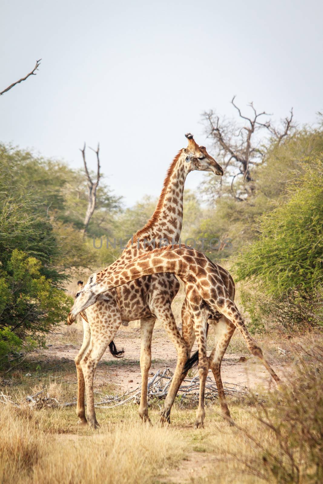 Two Giraffes fighting in the Kruger National Park, South Africa.