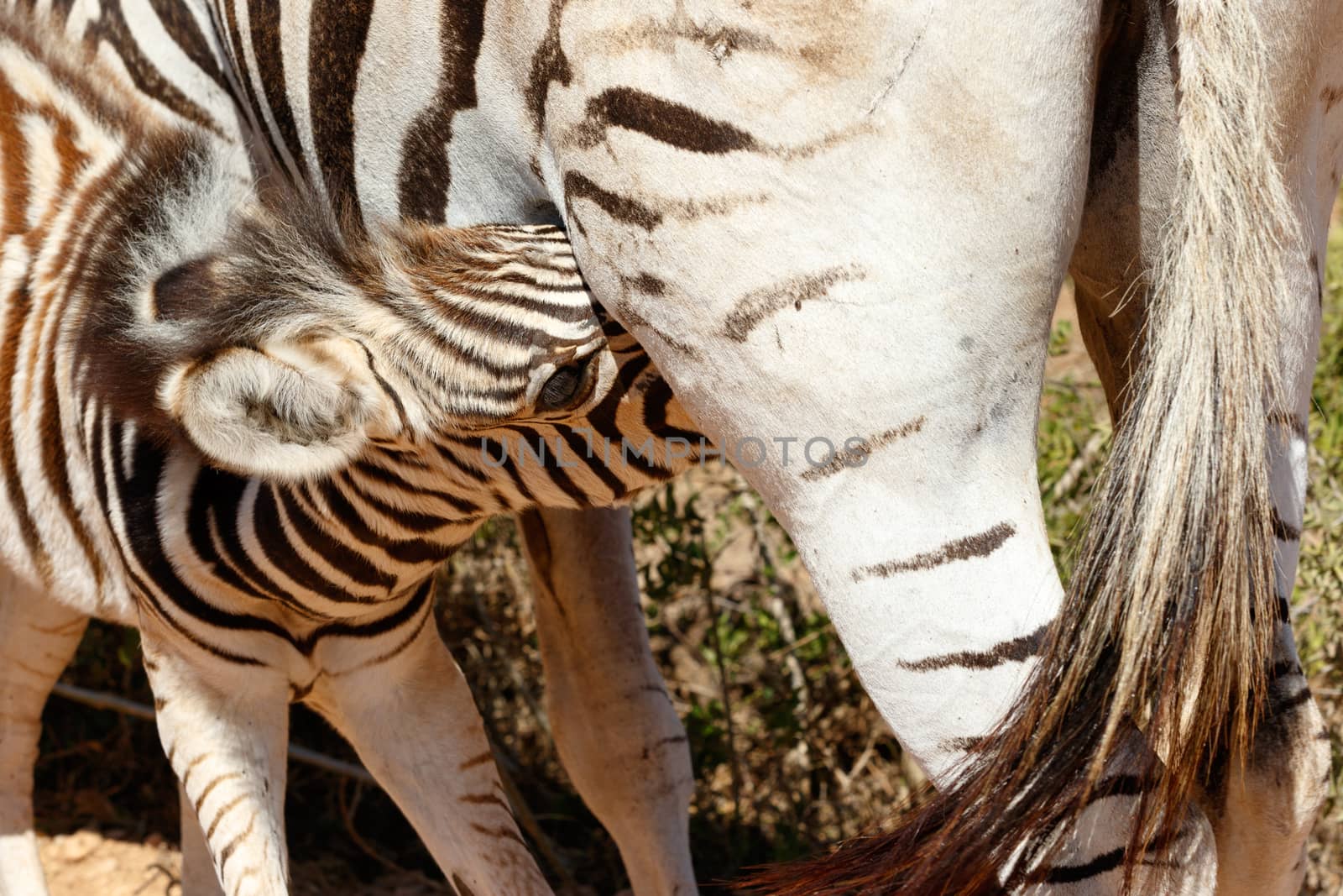 Clost up of baby Burchell's zebra drinking.