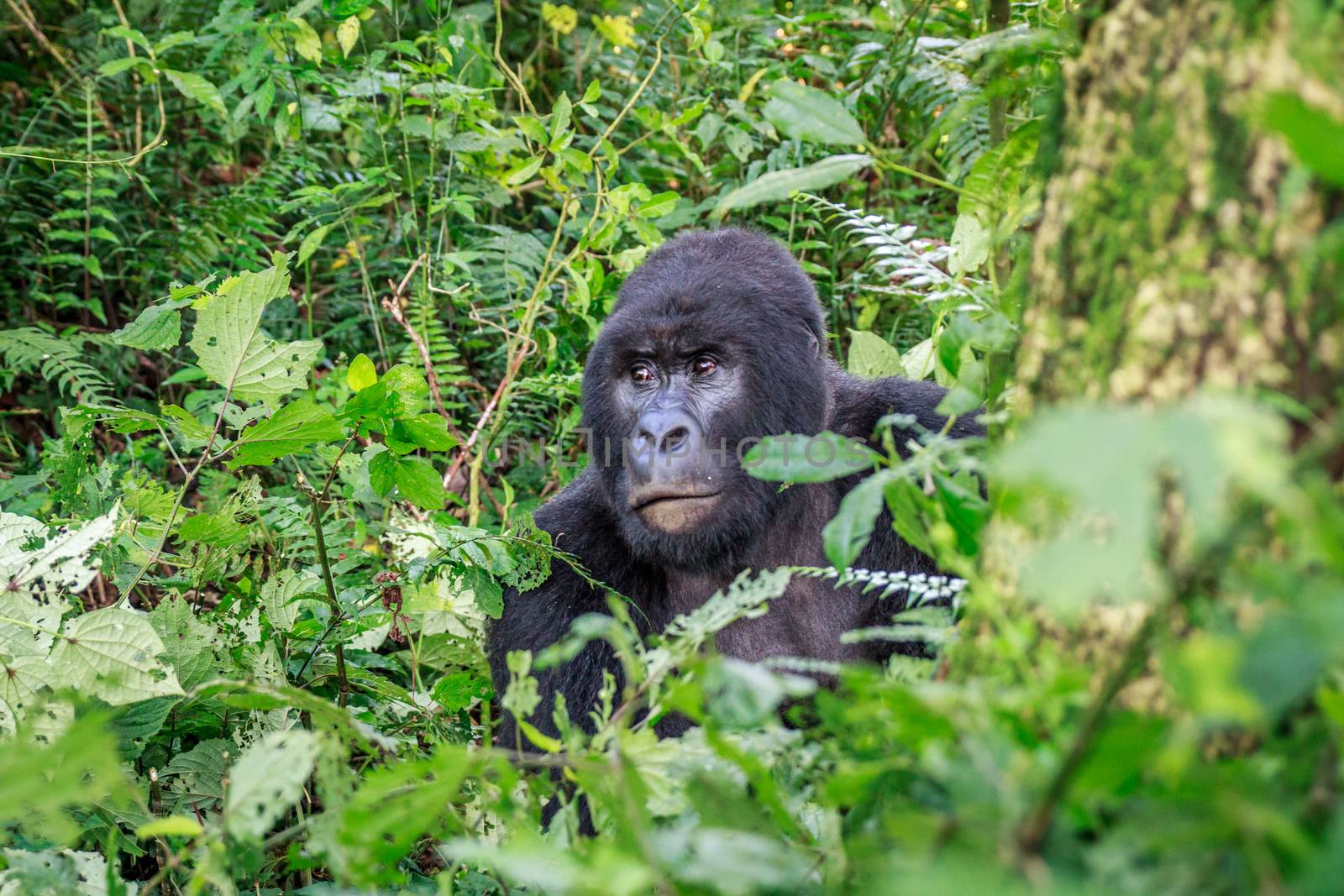 Silverback Mountain gorilla sitting in leaves in the Virunga National Park, Democratic Republic Of Congo.