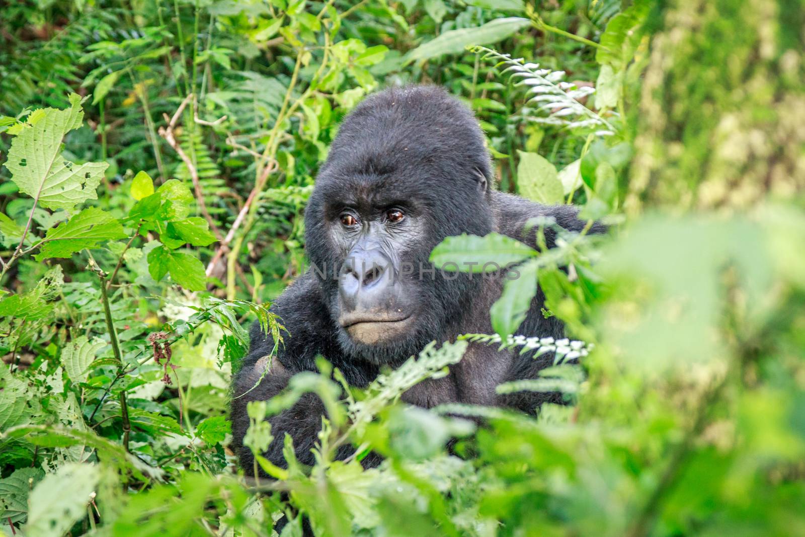 Silverback Mountain gorilla sitting in leaves in the Virunga National Park, Democratic Republic Of Congo.