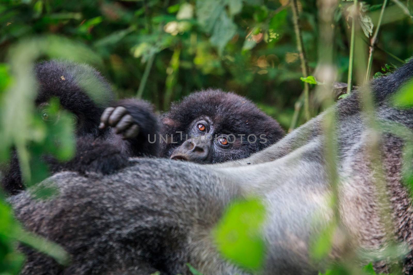 Baby Mountain gorilla hiding behind a Silverback. by Simoneemanphotography